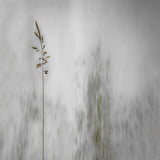 blade of grass Poster och Canvastavla