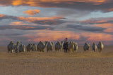 ship of the desert Poster och Canvastavla