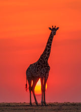 Sunset Giraffe Poster och Canvastavla