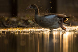 Golden Goose Poster och Canvastavla