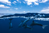 Between air and water with the dolphins Poster och Canvastavla
