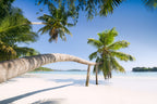 Tropical Palm Poster och Canvastavla