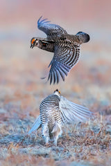 Greater Prairie Chicken Poster och Canvastavla