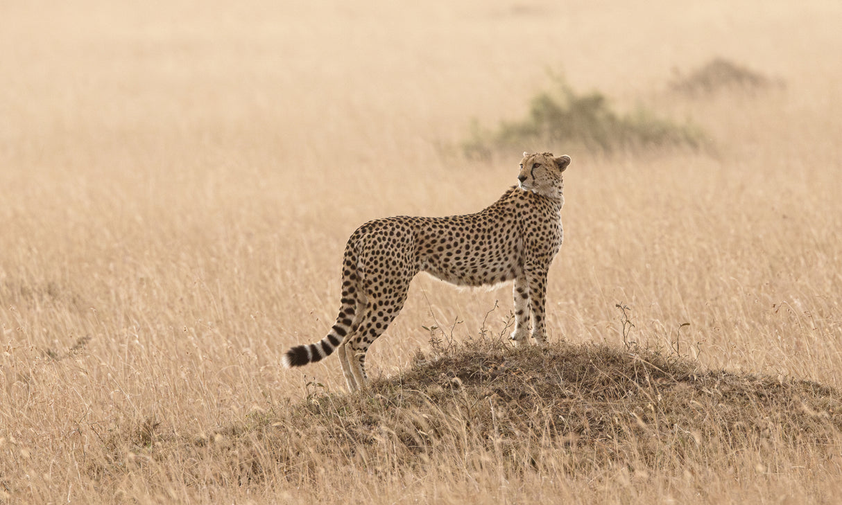 Cheetah Poster och Canvastavla