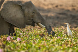 MY LITTLE FRIEND Poster och Canvastavla