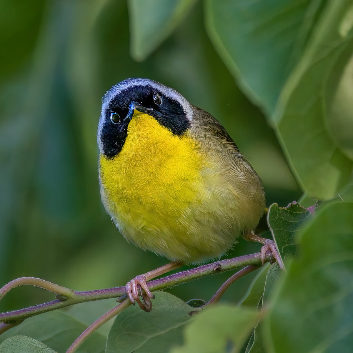 Common Yellowthroat Poster och Canvastavla