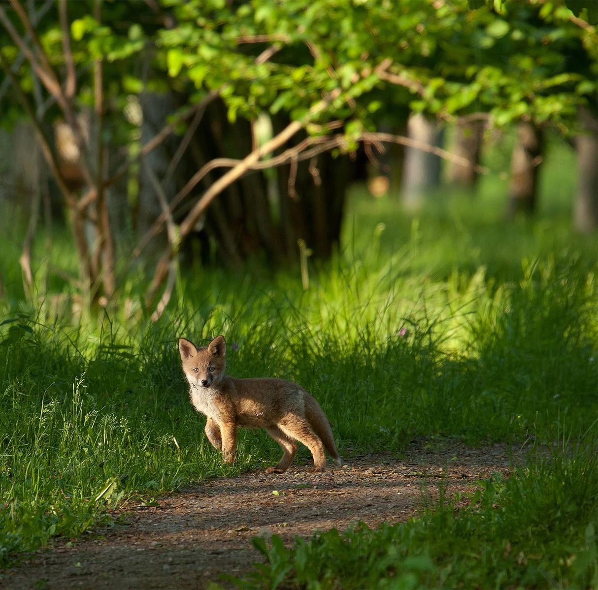 Fox kid in the woods Poster och Canvastavla