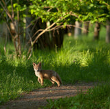 Fox kid in the woods Poster och Canvastavla
