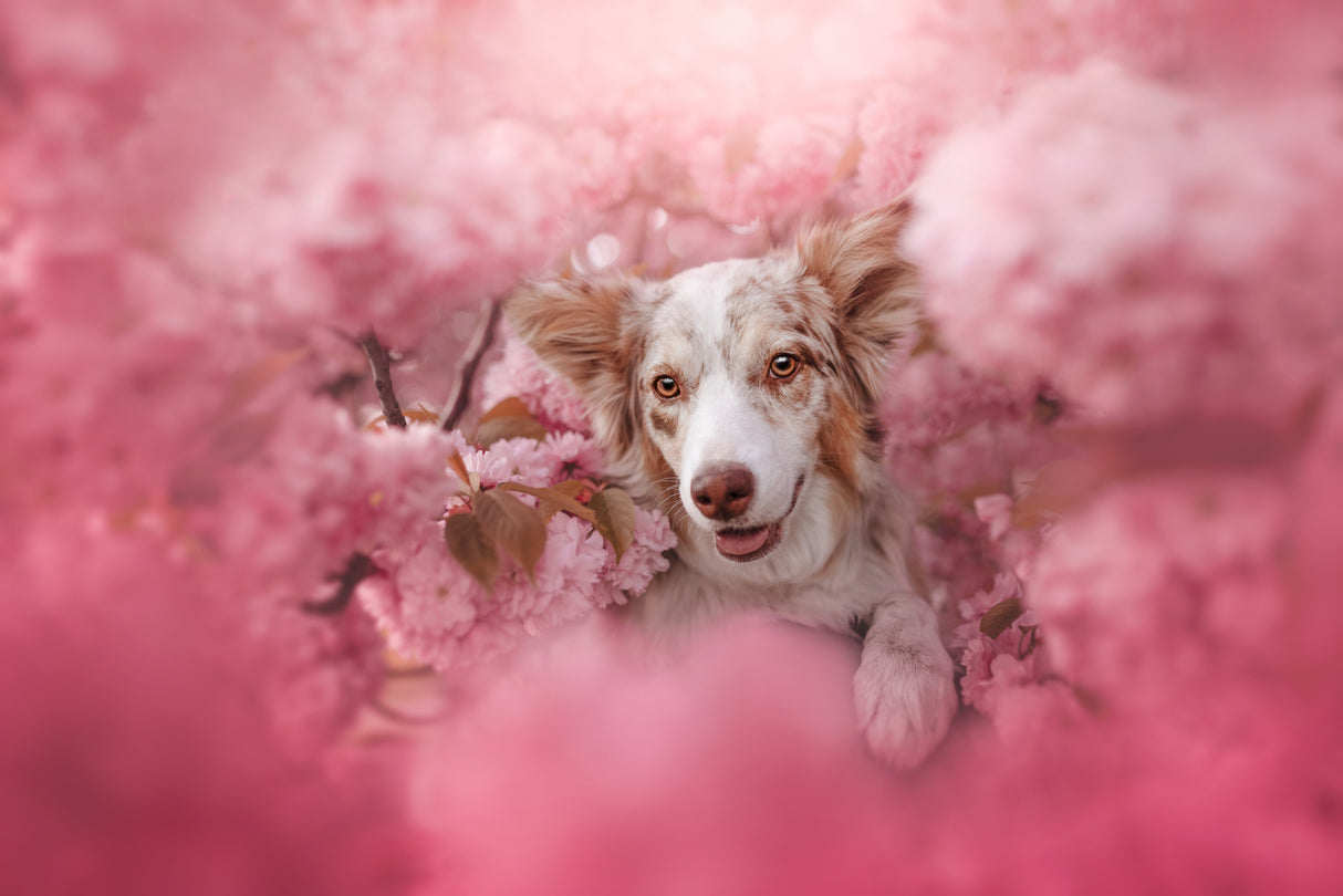 Pink candy Poster och Canvastavla