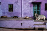 animals in the streets Poster och Canvastavla