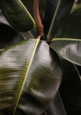 Ficus Bubu Poster och Canvastavla