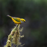 Silver-throated Tanager Poster och Canvastavla