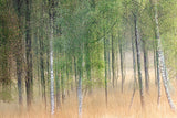 Waving trees Poster och Canvastavla