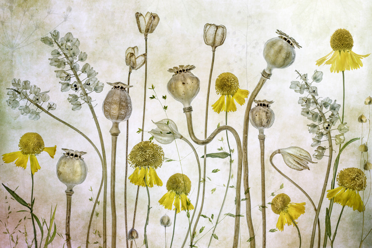 Poppies and Helenium Poster och Canvastavla