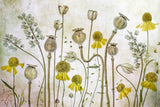 Poppies and Helenium Poster och Canvastavla