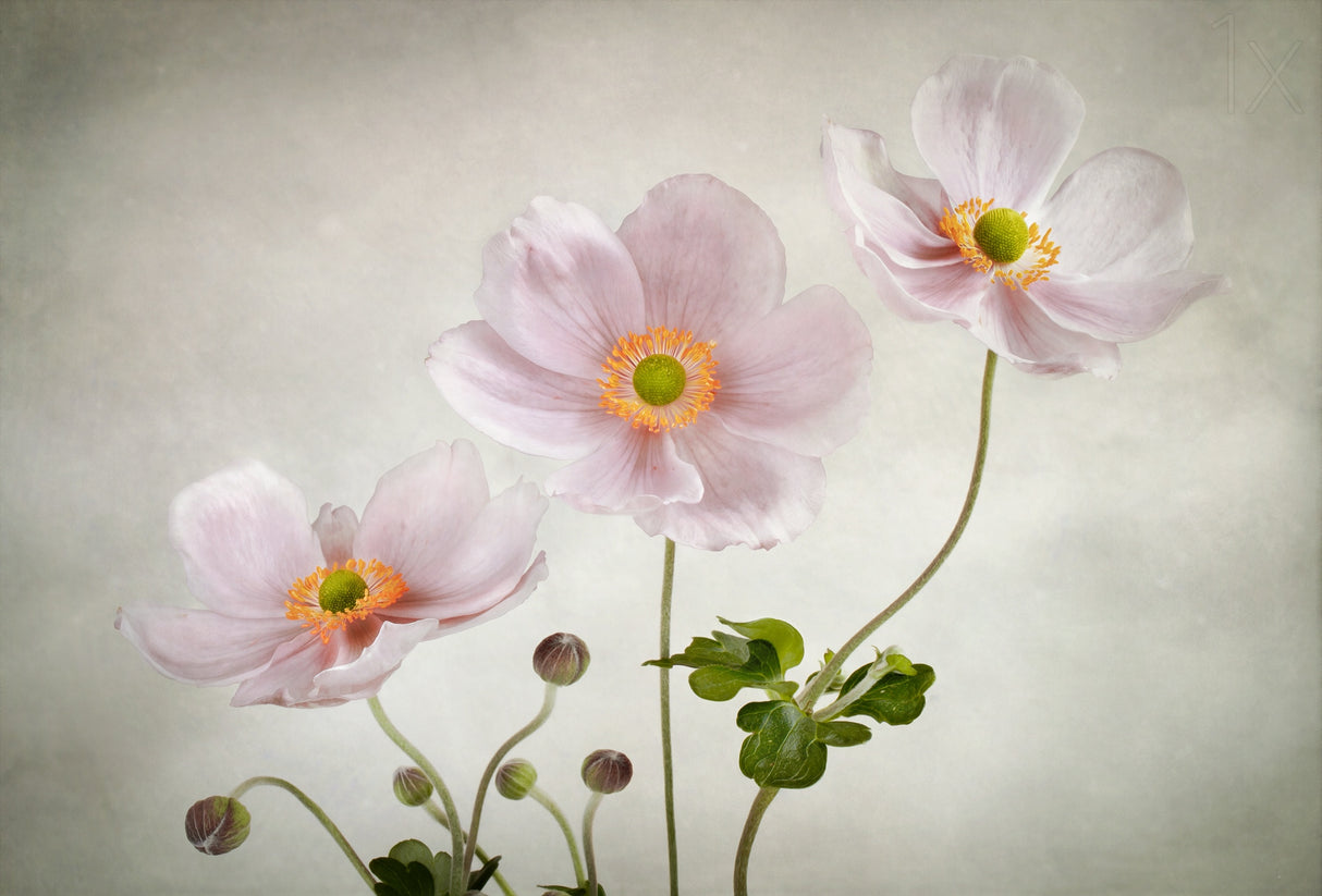 Anemones Poster och Canvastavla