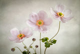 Anemones Poster och Canvastavla