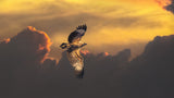 Australian White-bellied Sea Eagle Poster och Canvastavla