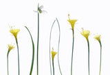 Spring flowers Poster och Canvastavla