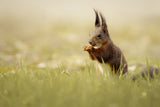 Hungry squirrel Poster och Canvastavla