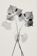 Transparent Botanic No 2 Poster och Canvastavla