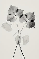 Transparent Botanic No 2 Poster och Canvastavla