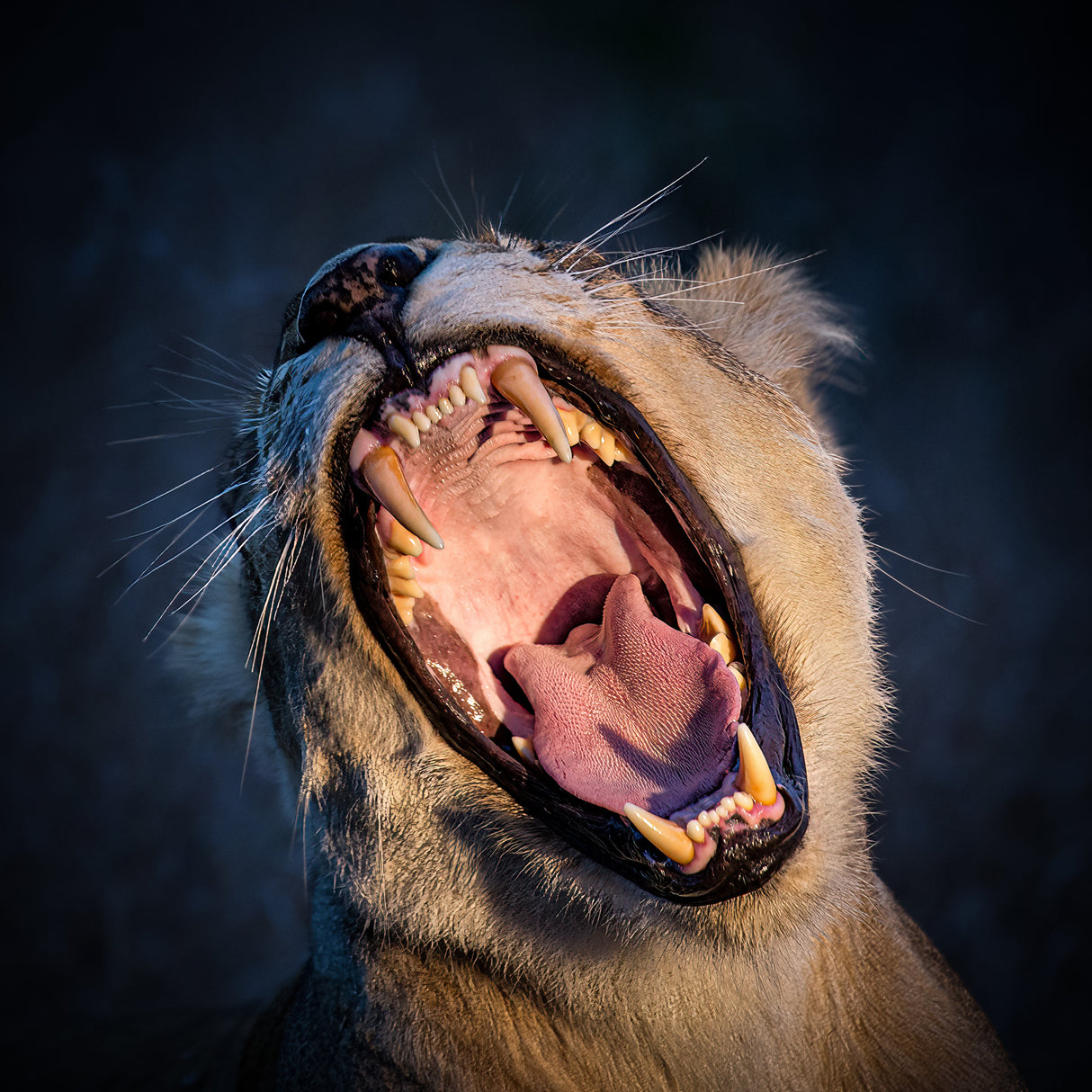 The Wild Yawn Poster och Canvastavla