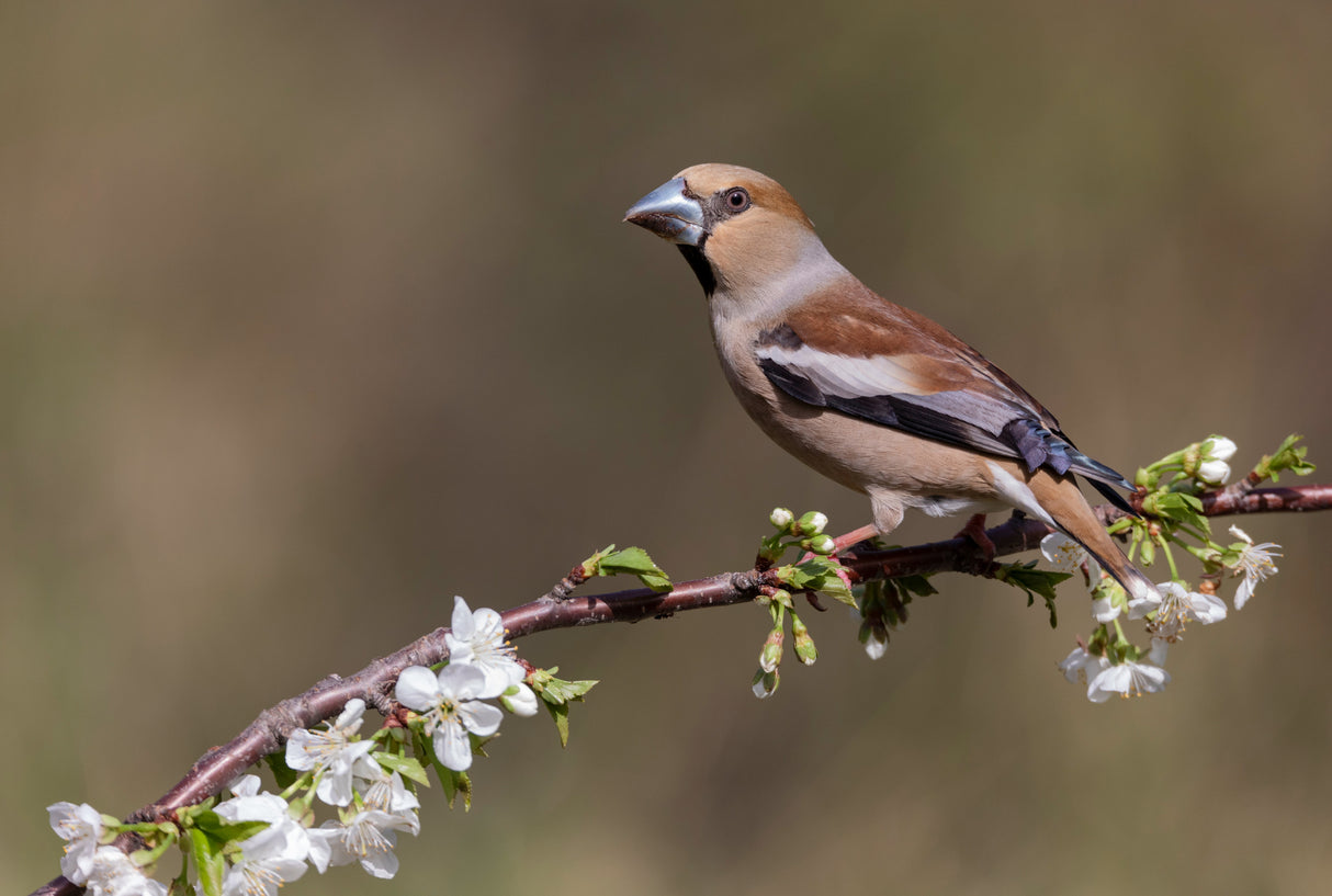 Hawfinch Poster och Canvastavla