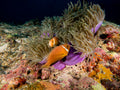 Skunk Anemonefish Poster och Canvastavla