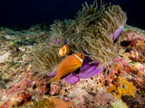 Skunk Anemonefish Poster och Canvastavla