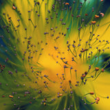Creation Poster och Canvastavla