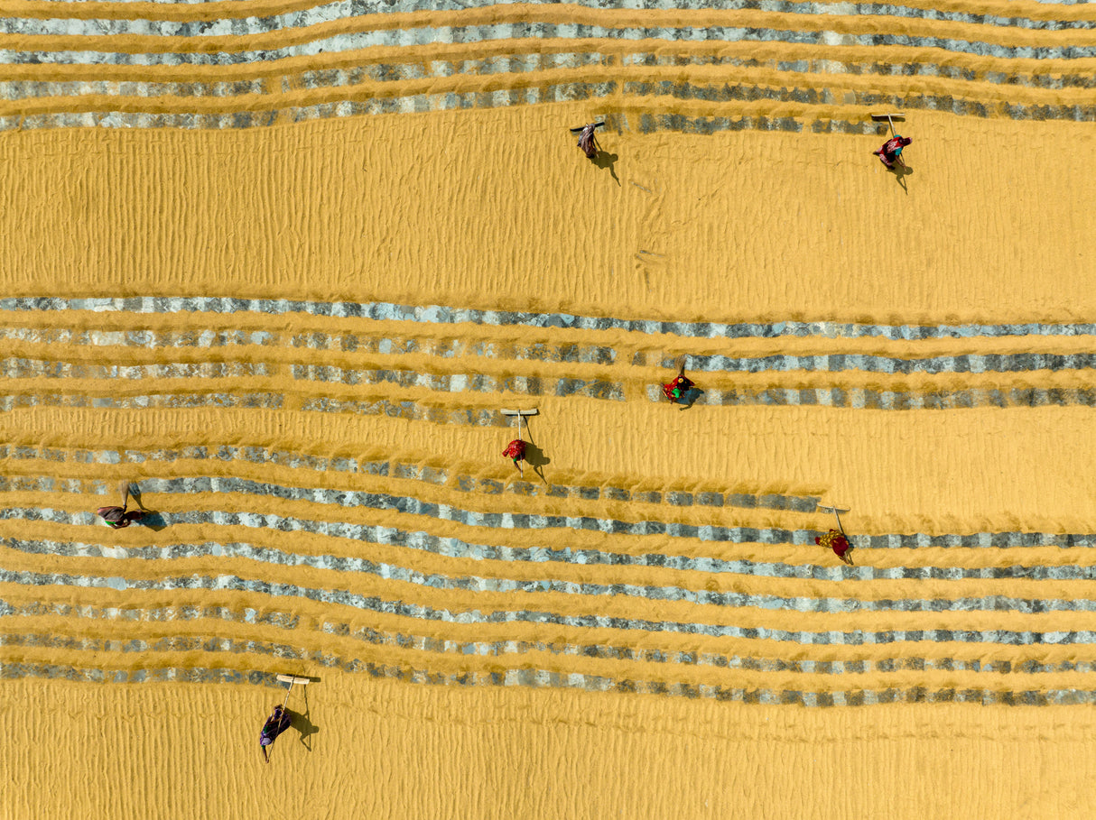 Paddy drying field Poster och Canvastavla