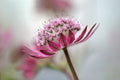 Astrantia Poster och Canvastavla