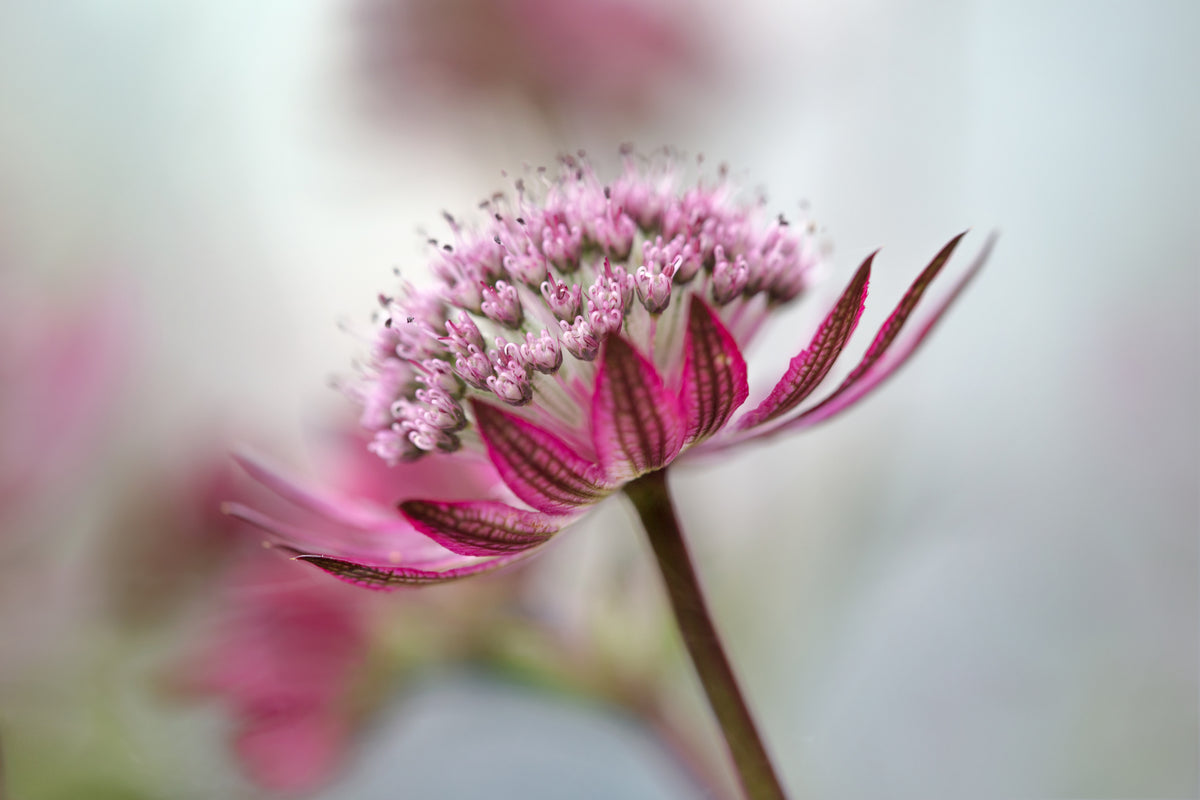 Astrantia Poster och Canvastavla
