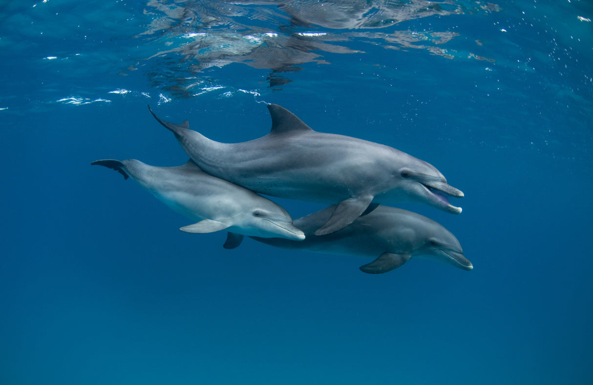Dolphins Poster och Canvastavla