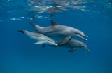 Dolphins Poster och Canvastavla