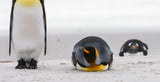 penguin look Poster och Canvastavla