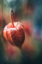 Autumn Impression Poster och Canvastavla