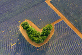 The heart Poster och Canvastavla