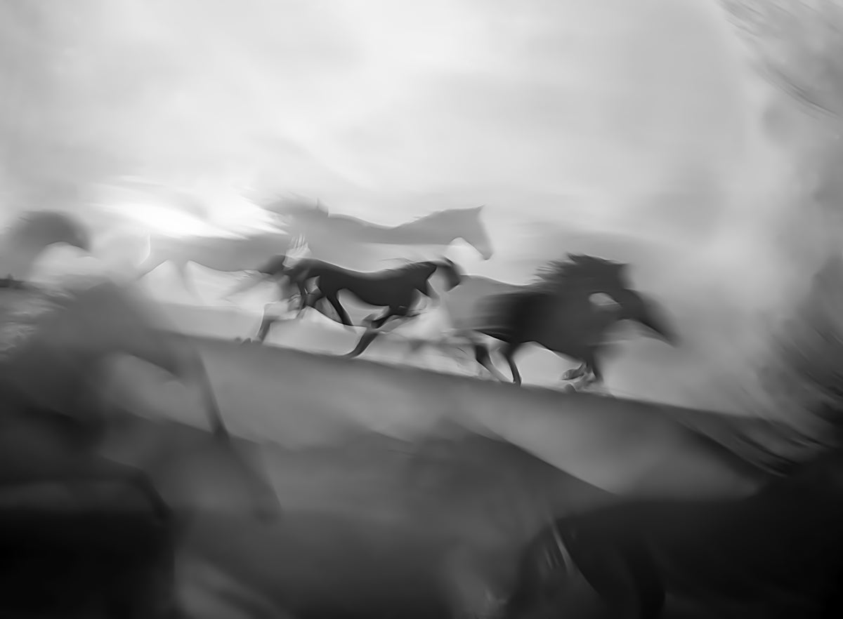Impressive gallop Poster och Canvastavla