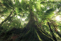 Walking in the Jungle Poster och Canvastavla
