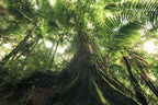 Walking in the Jungle Poster och Canvastavla