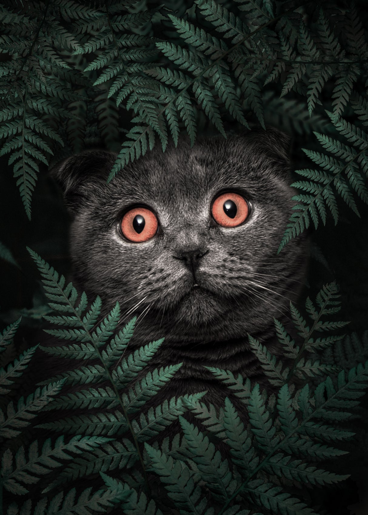 British Shorthair Cat Poster och Canvastavla