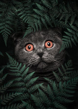 British Shorthair Cat Poster och Canvastavla