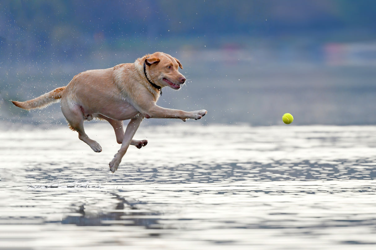 Dance above the water Poster och Canvastavla