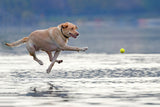 Dance above the water Poster och Canvastavla