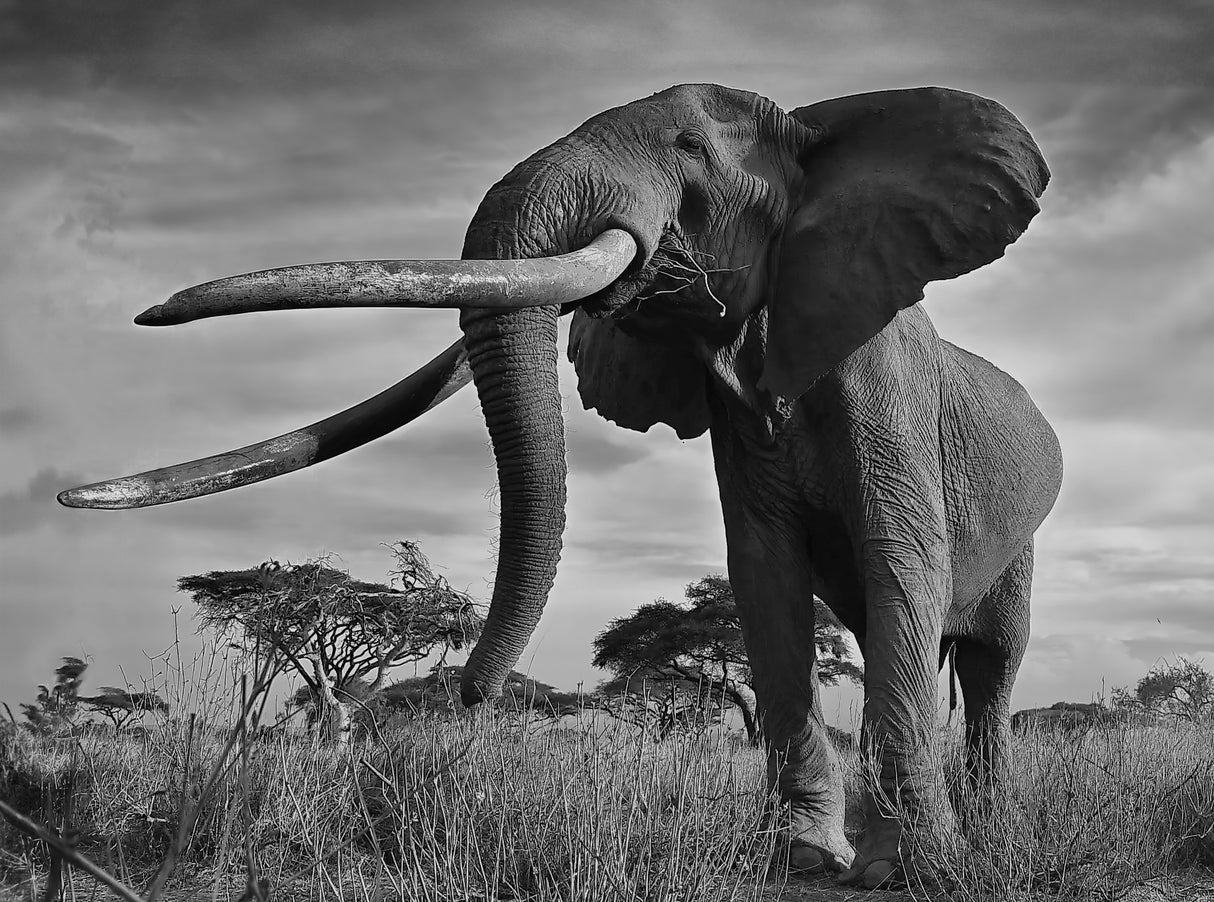Tusks Poster och Canvastavla