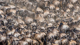 WildePattern Poster och Canvastavla