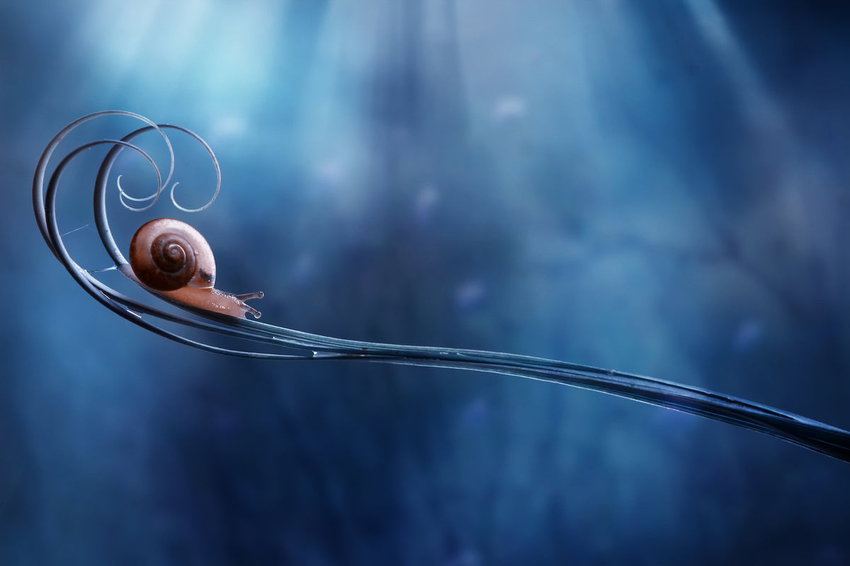 Beautifull Snail Poster och Canvastavla