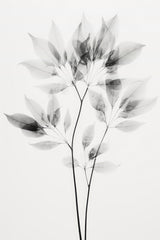 Transparent Botanic No 8 Poster och Canvastavla